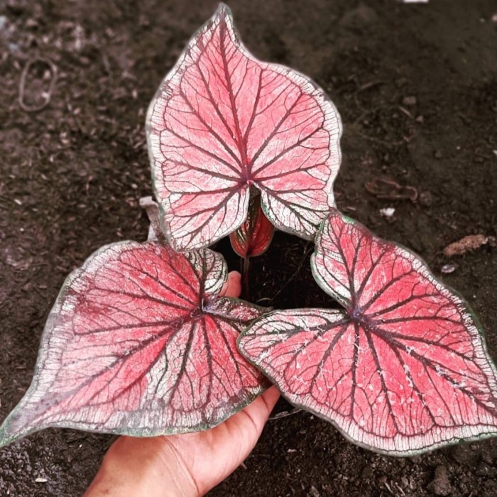 Umbi caladium hias Red jaguar