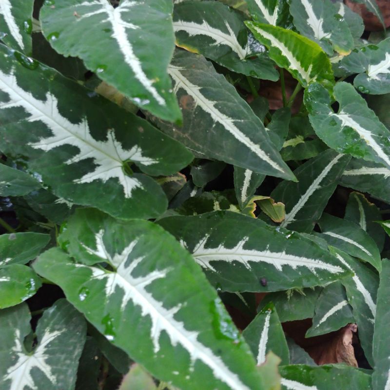 Syngonium Wendlandii