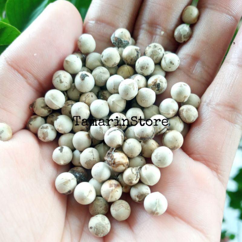 Biji Bahan Bonsai Serut / Streblus Asper 25 Biji