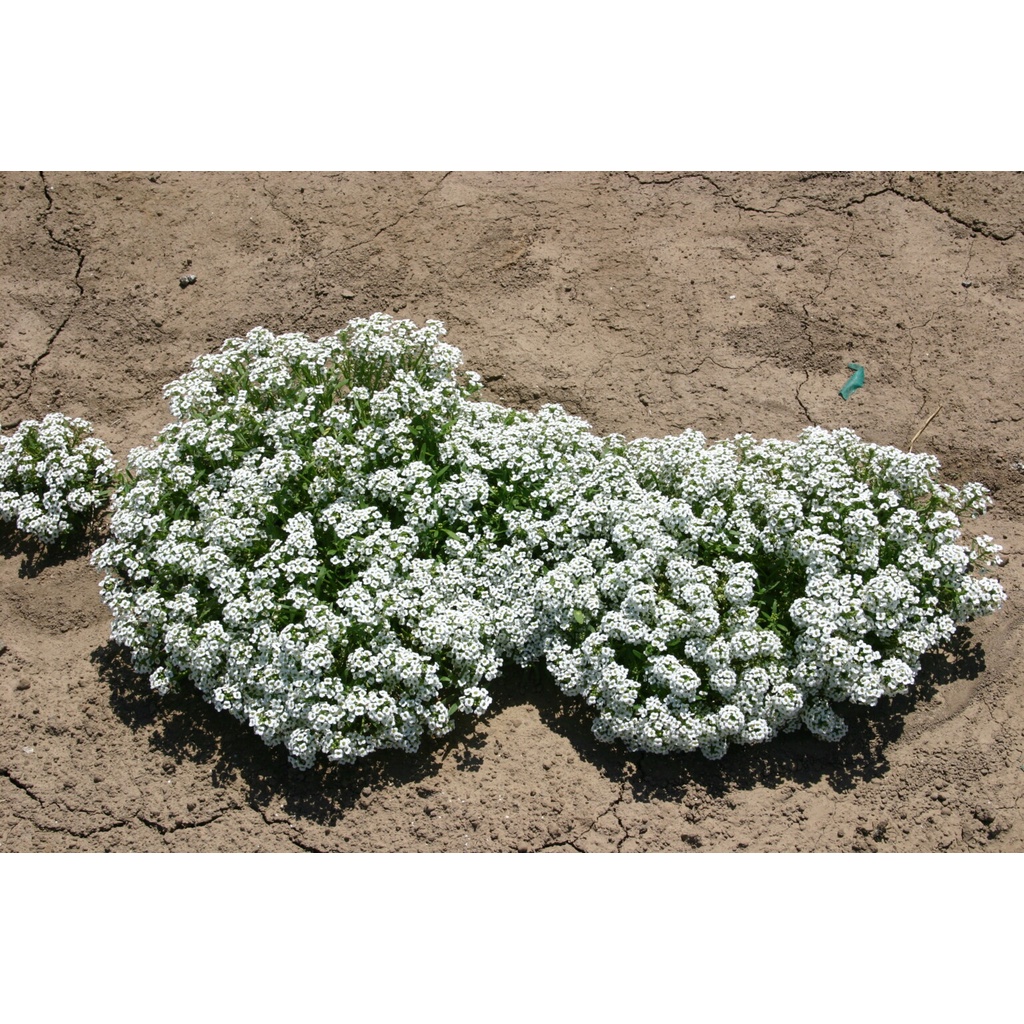 Benih Bibit Biji - Bunga Alyssum Carpet of Snow Flower Seeds - IMPORT