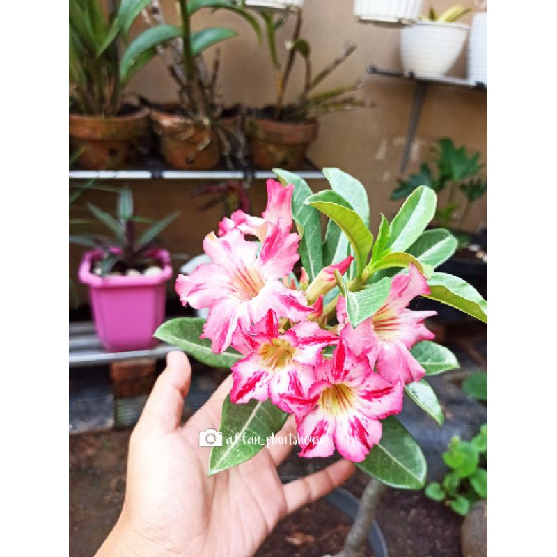 benih adenium / seed / biji id:bertha