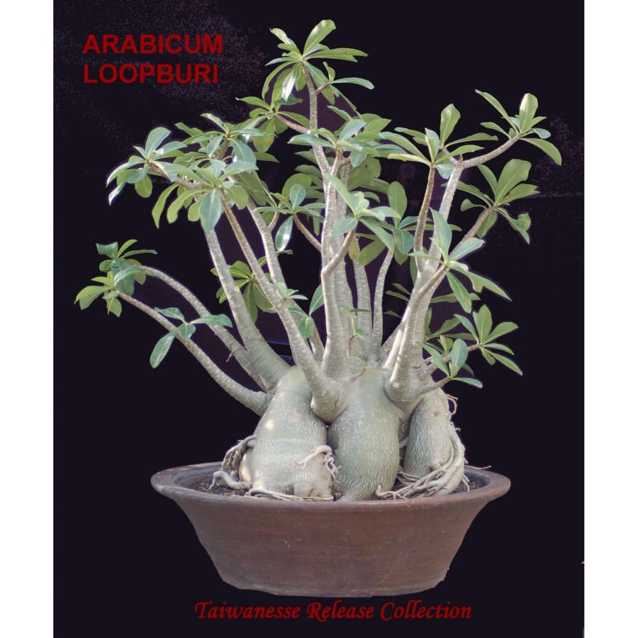 Адениум мини арабикум