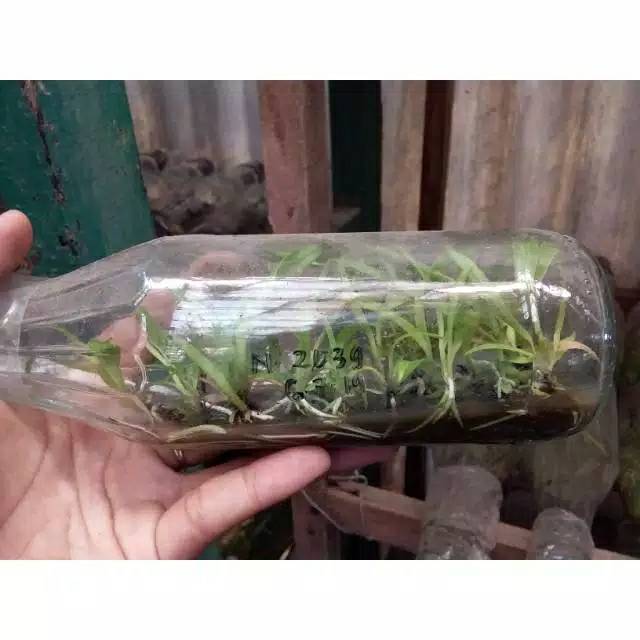 Bibit botol anggrek dendrobium spectabile
