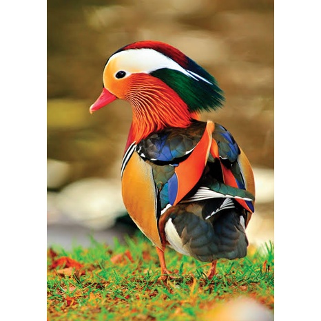 

TELUR BEBEK HIAS MANDARIN FERTIL ASLI UNTUK DITETASKAN