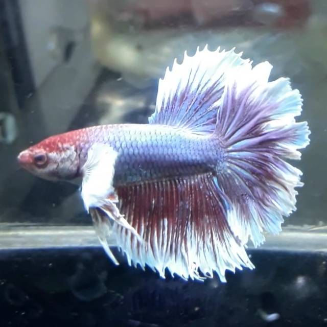 Cupang halfmoon dumbo ear