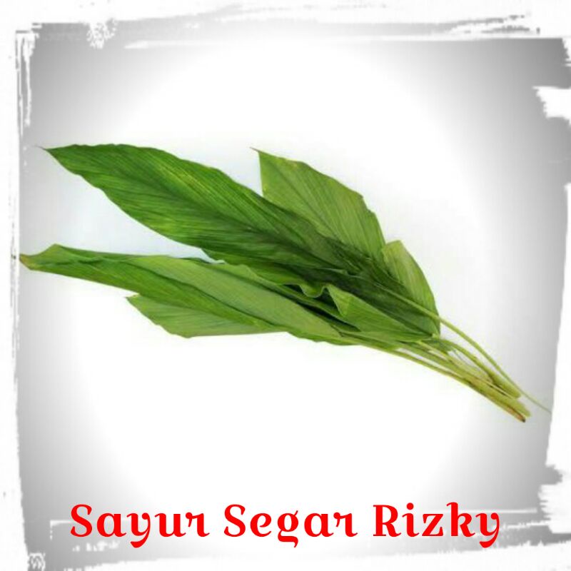 

Daun Kunyit