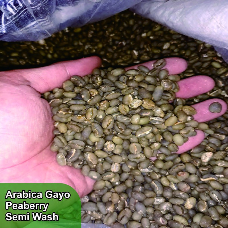 

Kopi Arabica Gayo Peaberry 1KG Green Bean