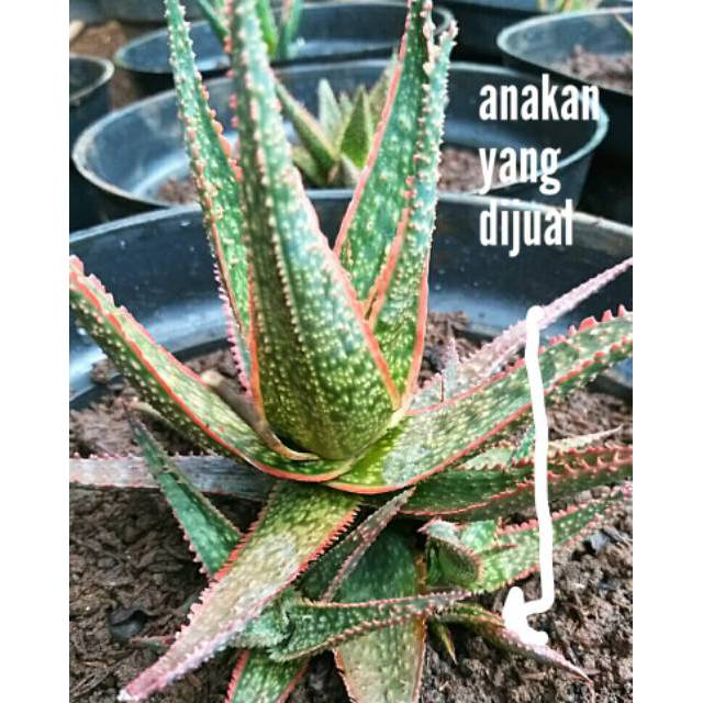 Bibit tanaman anakan aloe hybrid  lidah buaya merah aloe vera red star aloe donnie bibit sukulen