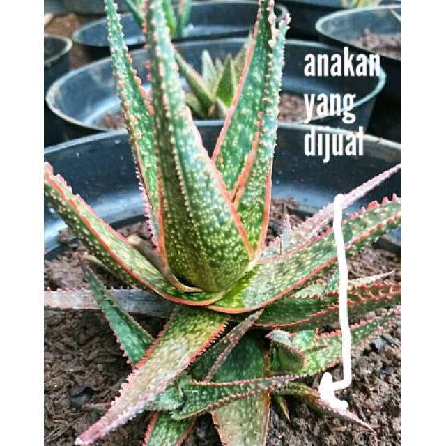 Jual Bibit Tanaman Anakan Aloe Hybrid Lidah Buaya Merah Aloe Vera Red