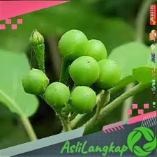 

BUAH TAKOKAK 500GRAM SEGAR TEKOKAK TERUNG PIPIT (SOLANUM TORVUM) TANAMAN