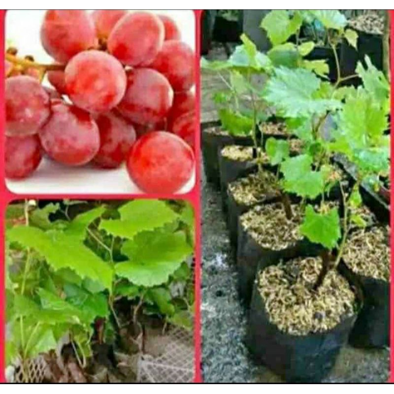 BIBIT TANAMAN ANGGUR MERAH MANIS