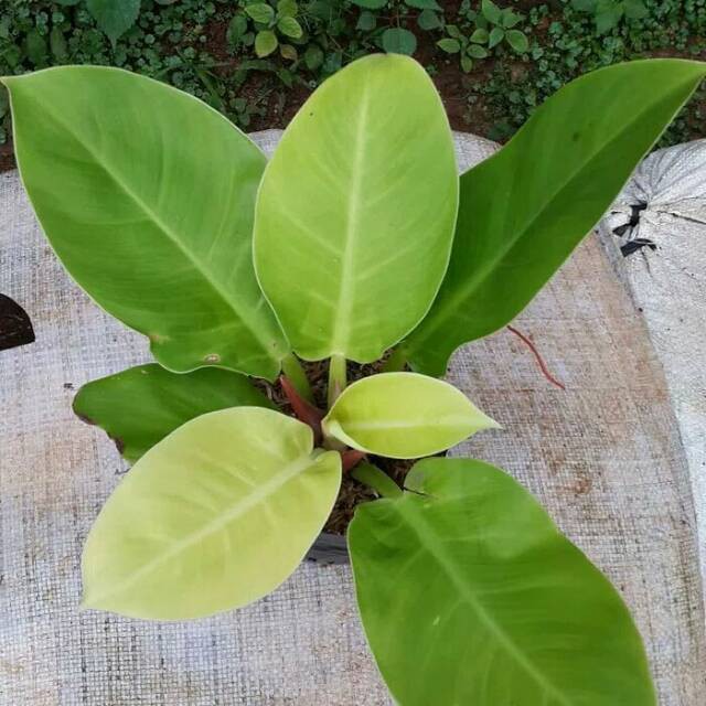 Tanaman indoor hias philodendron moonlight taneman indor pilo lemon