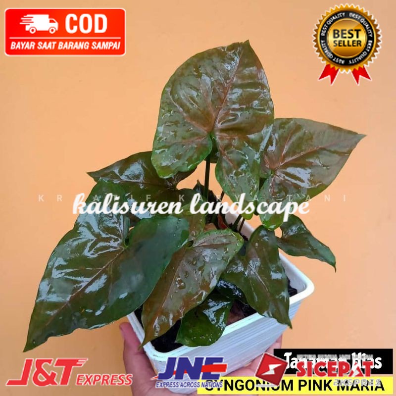 Syngonium Pink Maria - Tanaman hias syngonium maria - Syngonium Pink KONTOLLL