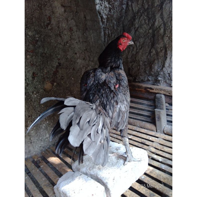Ayam birma bangkok (BULBI)