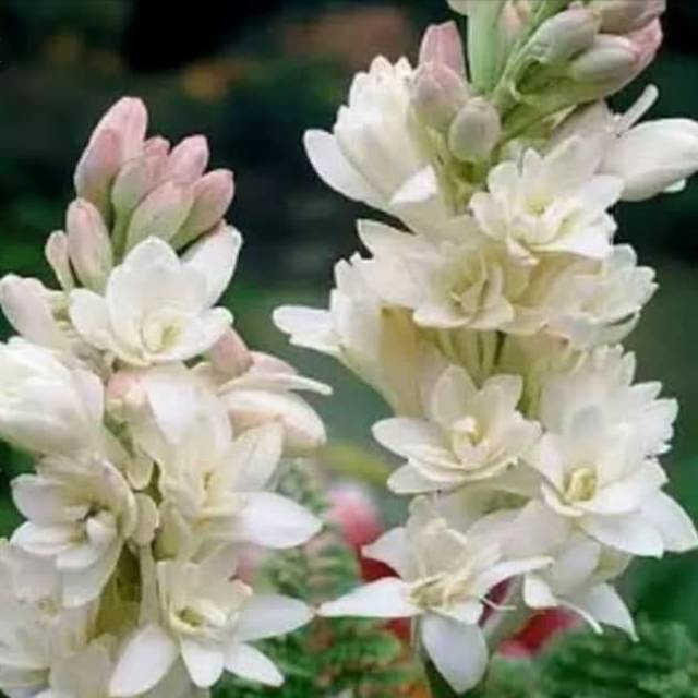 astrinoviantyginting