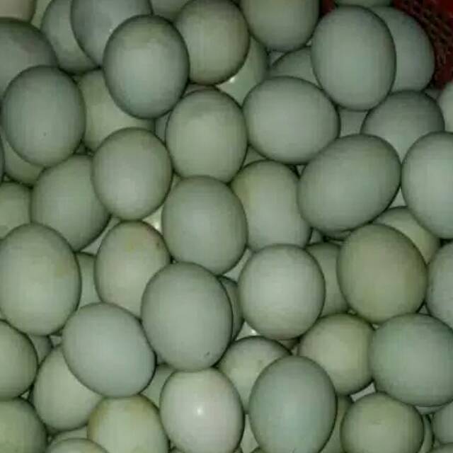 

telur asin