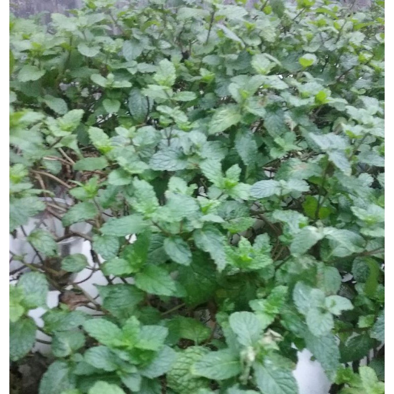 

FRESH SPEARMINT/ DAUN SPEARMINT SEGAR 100 GRAM