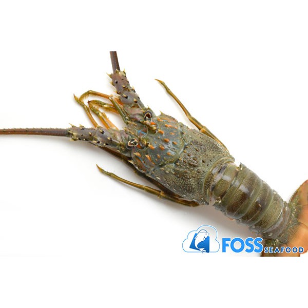 

Foss Seafood Lobster Pasir Frozen (beku) size 500-800gr