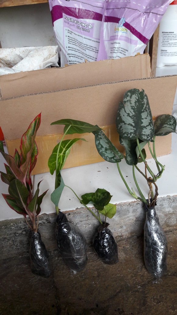 Aglaonema Lipstick Tanaman Hias