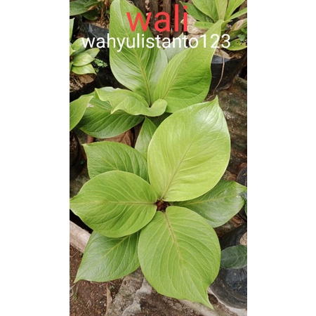 Natural anthurium jemani cobra catalog