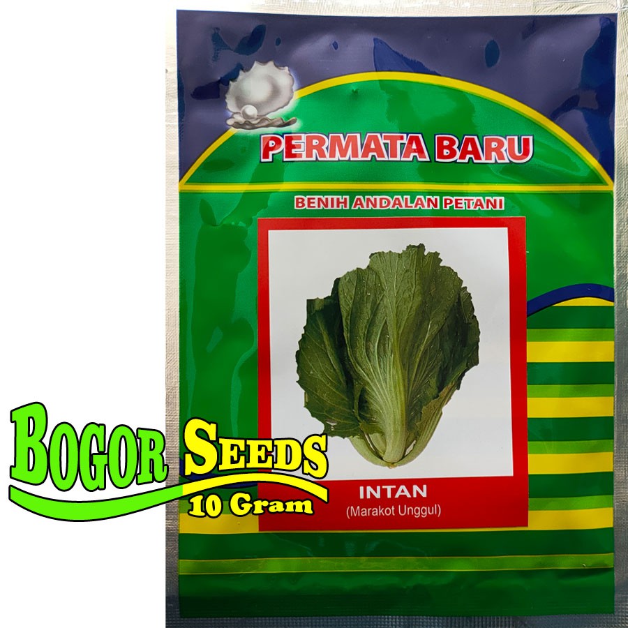 Bibit Sawi Pahit Marokot INTAN 10gram - Benih Sawi Super Pahit