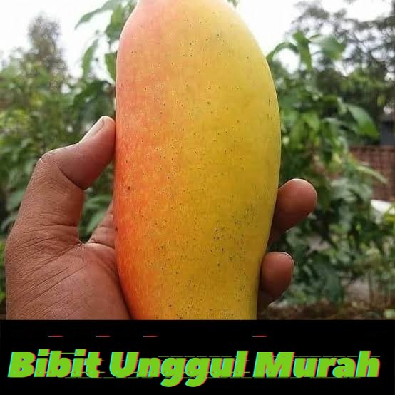 bibit mangga okyong