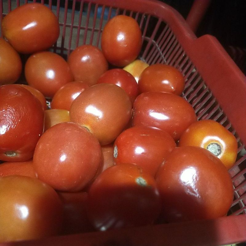 

buah tomat