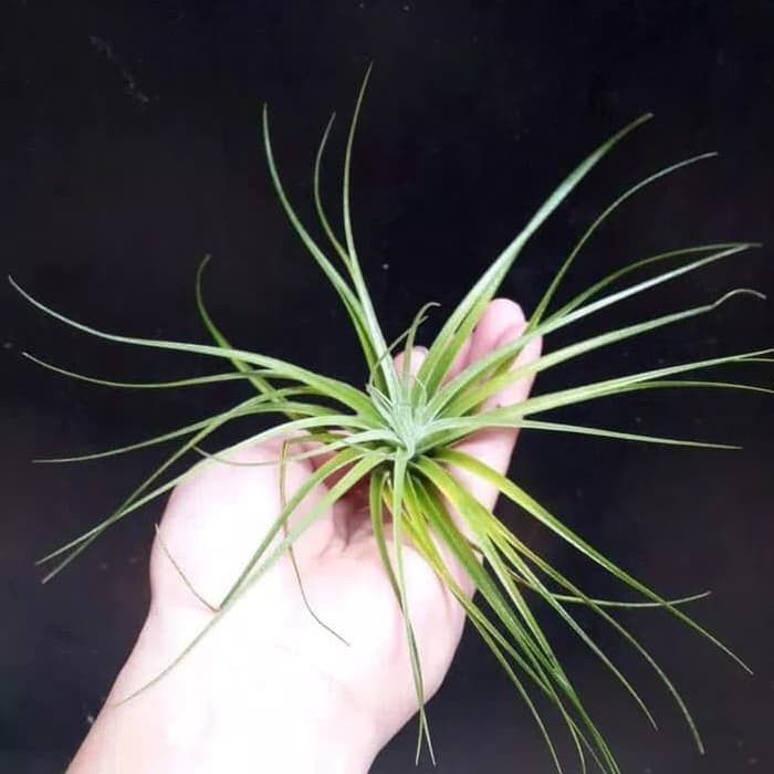 Tanaman hiasan tillandsia cotton candu houston