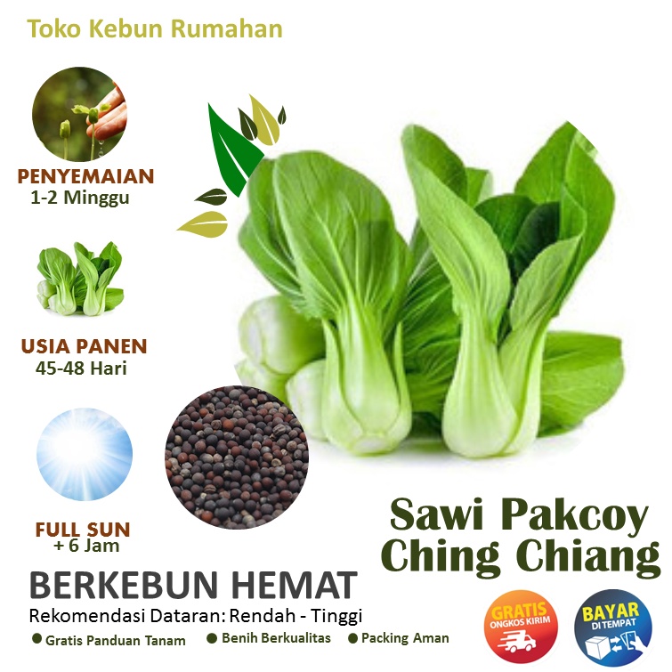 100 Biji Benih Sawi pakcoy Ching Chiang Bibit Sayuran Yang Cocok Untuk Berkebun Skala Rumahan