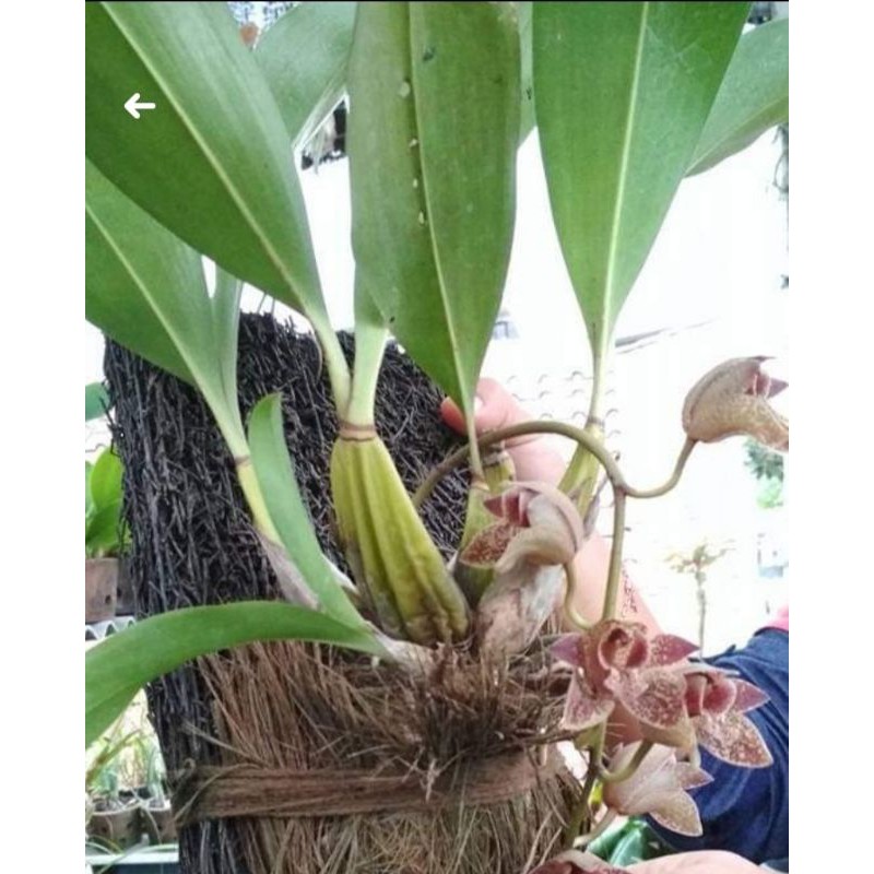 papan pakis media yg bgus dan cocok buat tanaman anggrek biar cepat berbunga