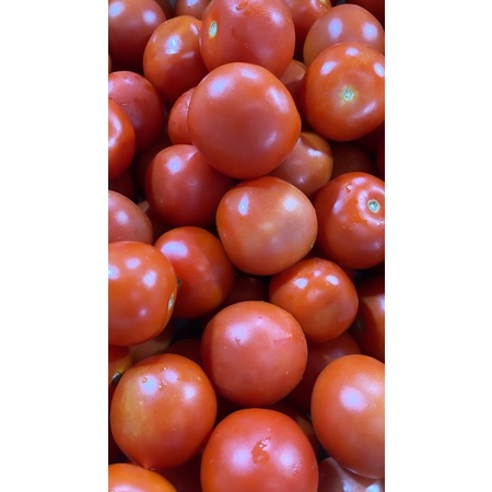 

Tomat Organik Tomat Buah 1kg