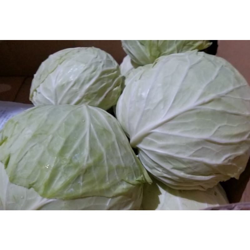 

SAYUR KOL BULAT UTUH 1 KG-1,5 KG