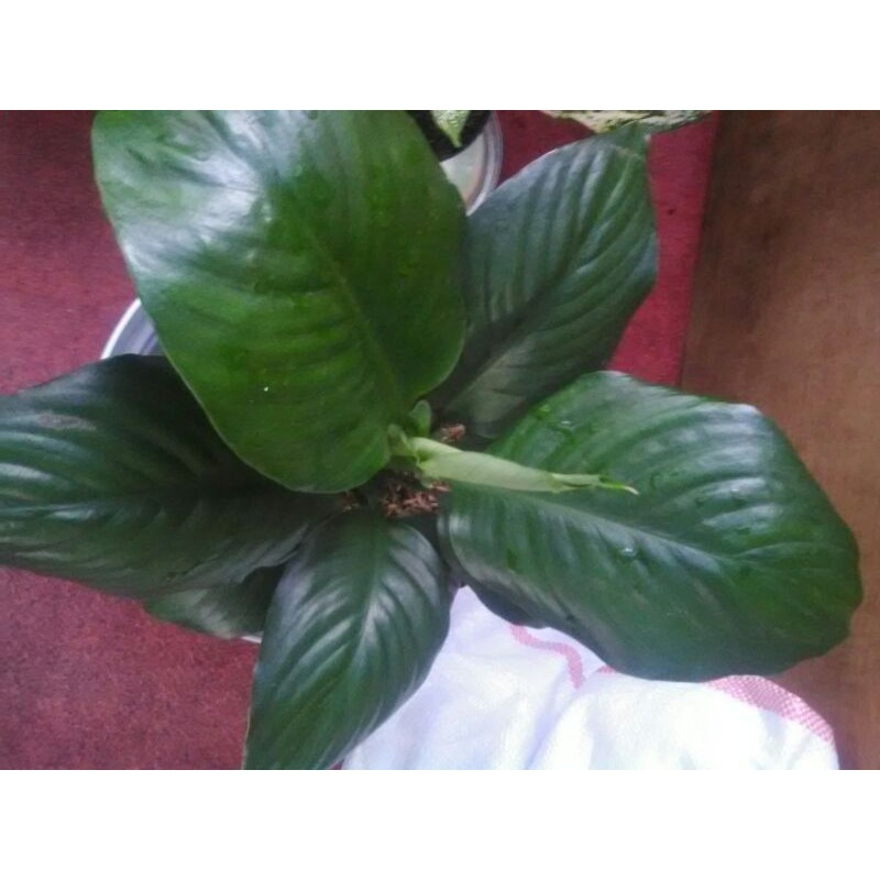 manaloa tanaman hias sudah besar dan daun 10 keatas