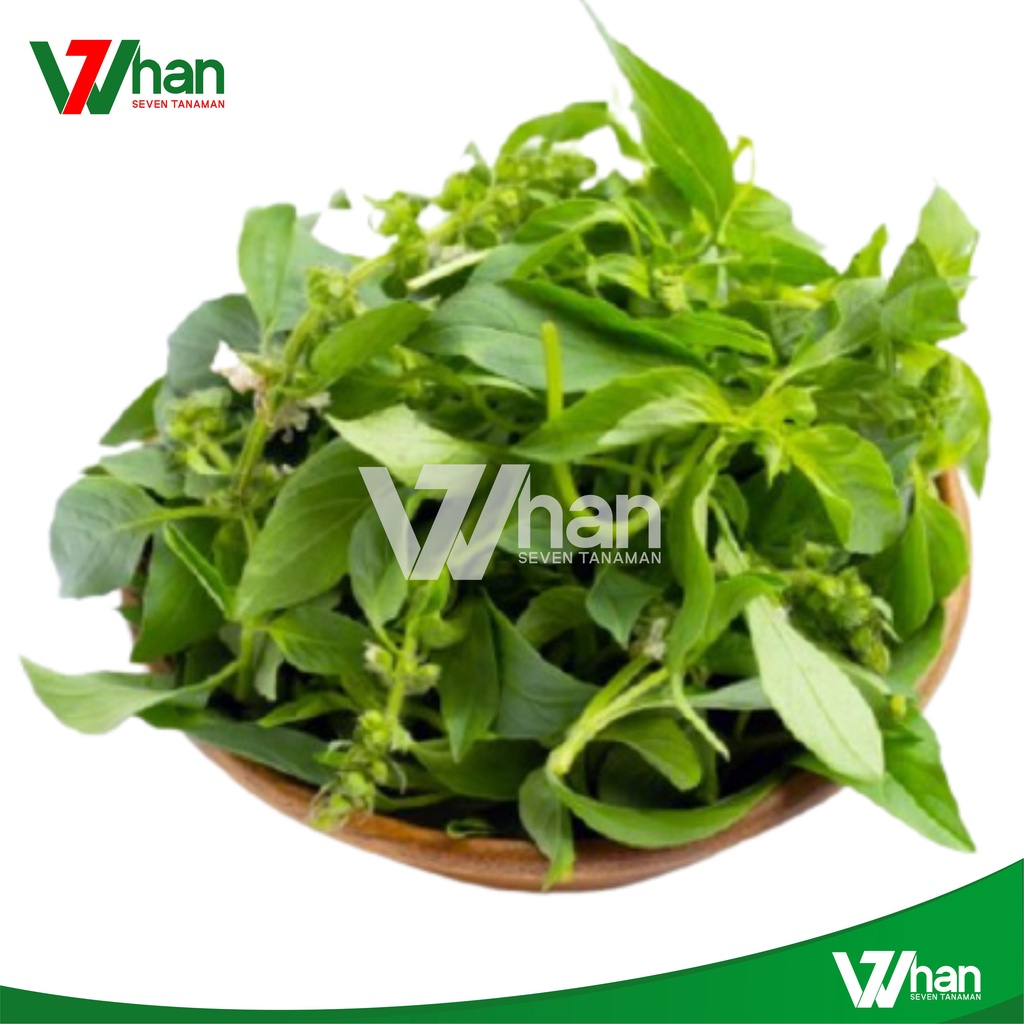 

DAUN KEMANGI PER IKAT WHAN7 TANAMAN