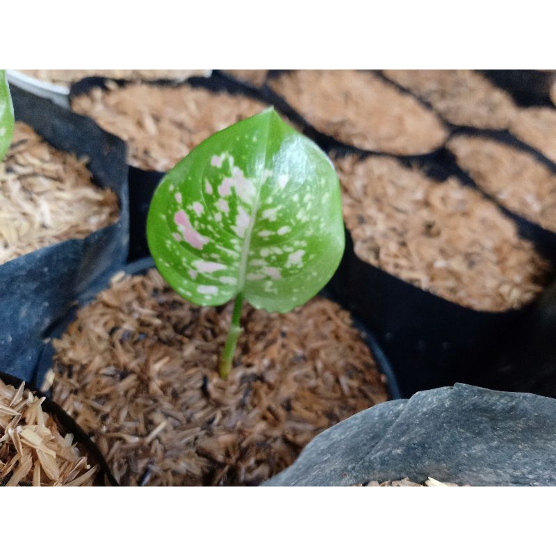 Aglonema tri colour anakan
