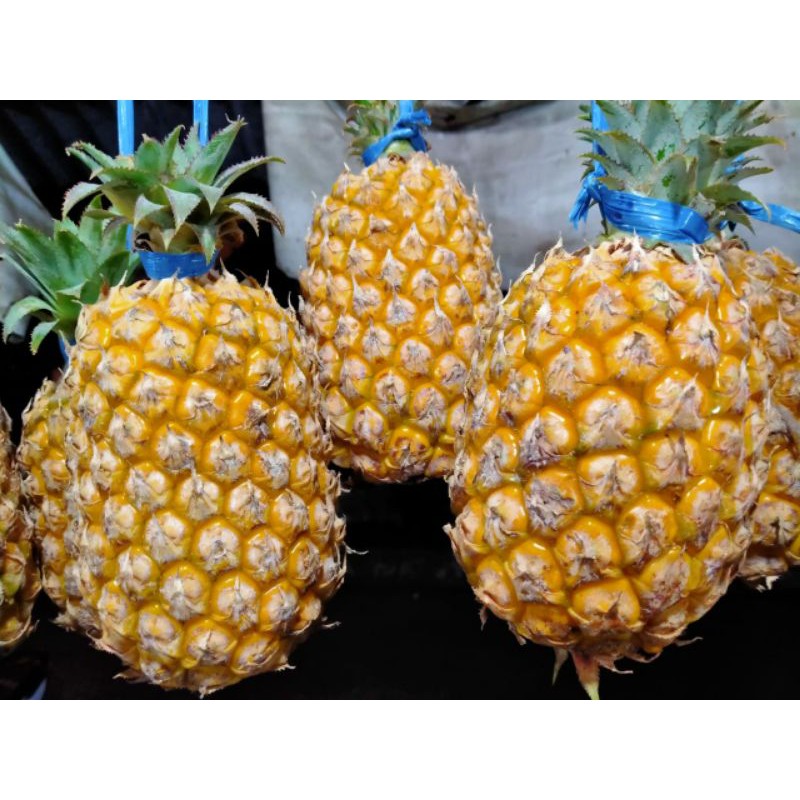 

Nanas madu subang |buah segar bandung|nuri fruits|buah segar|nanas|nanas subang|nanas madu
