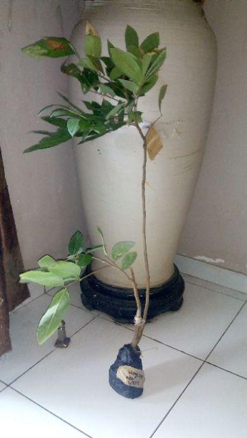 Bibit Tanaman Kelengkeng New Kristal / Wusan (tinggi 40-60 Cm)