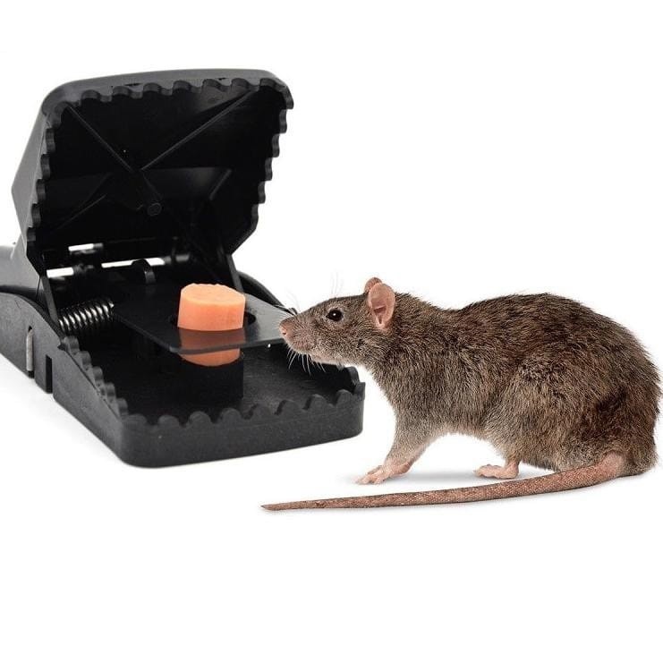 Perangkap Dan Jebakan Tikus Pembasmi Tikus Bebas Racun Perangkap Tikus Jebakan Bahan Material Kuat Anti Karat / Perangkap Jepit Tikus Mouse Trap / EBAKAN TIKUS / PERANGKAP TIKUS / PEMBUNUH TIKUS / PENJEPIT TIKUS Inovasi baru jepit automatis