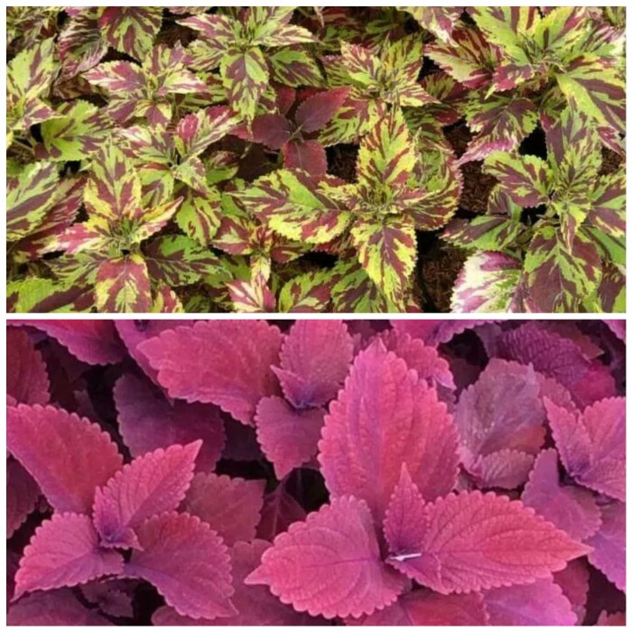 Tanaman Hias miyana - miana paketan 2 jenis - miana .