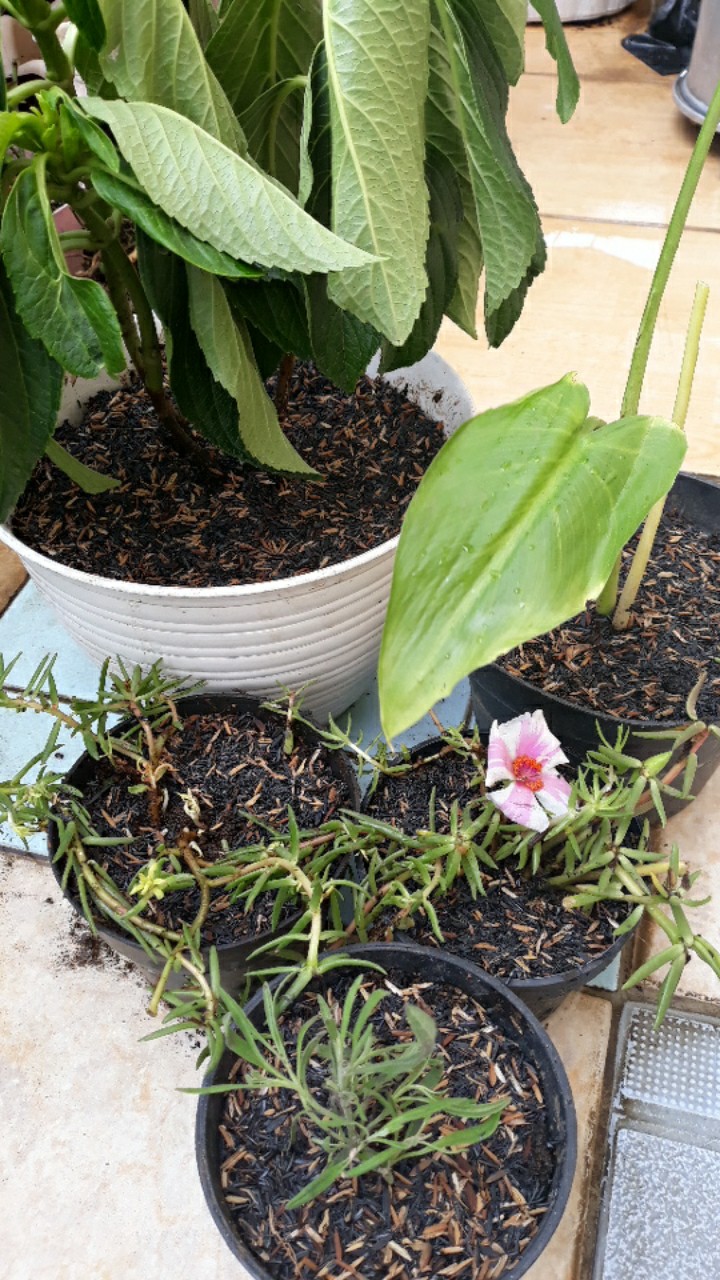 Portulaca Mini Batik Ungu Tumpuk/portulaca Grandiflora Double Petal