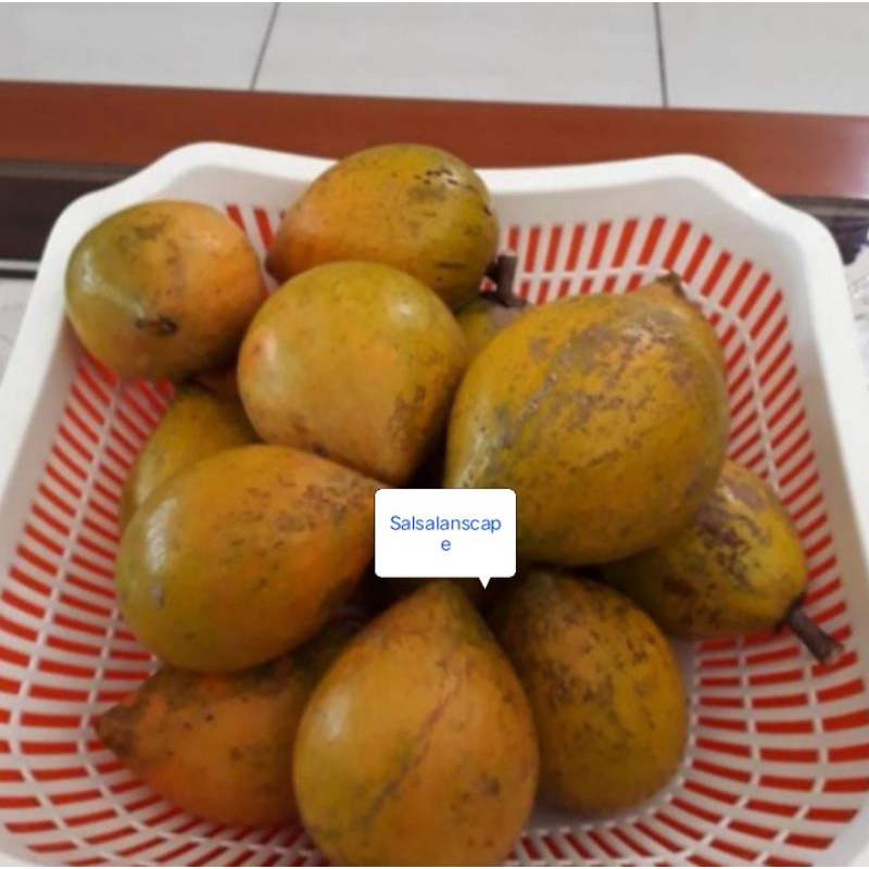 

500 gram Buah Alkesa/Sawo Mentega