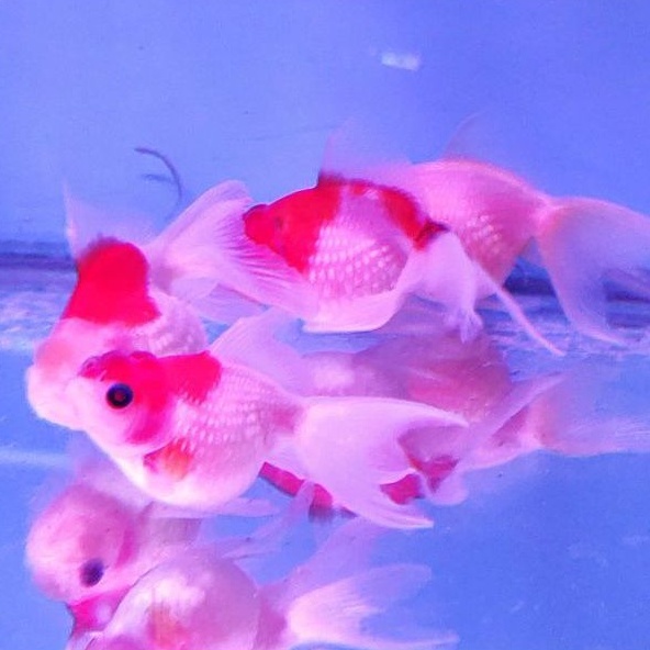 Ikan Koki Mutiara Jambul ukuran Small (5cm)