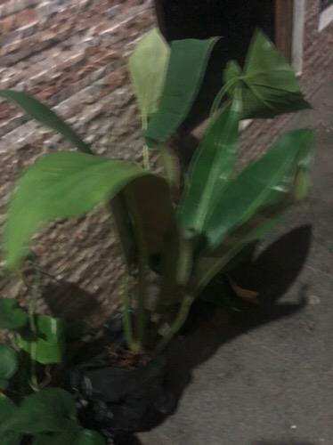 Philodendron Litle Phil Philodendron Karet Pilo Daun Lebar