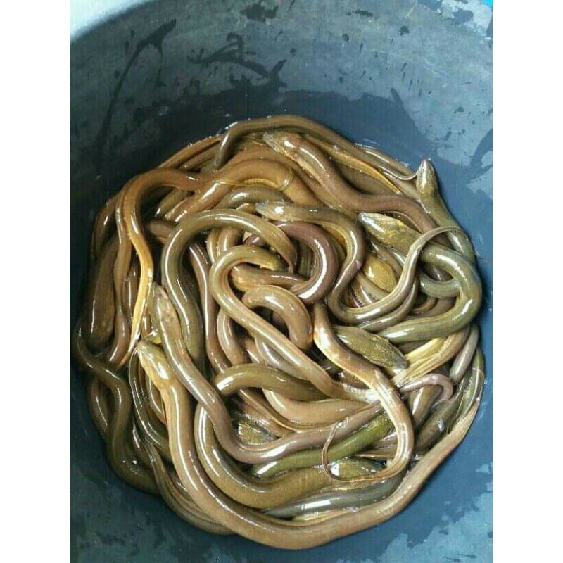 

IKAN BELUT SEGAR