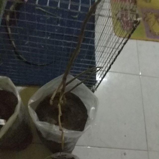 Bibit Tanaman Buah Durian Montong