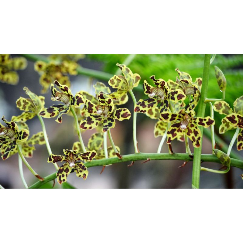 anggrek grammatophyllum