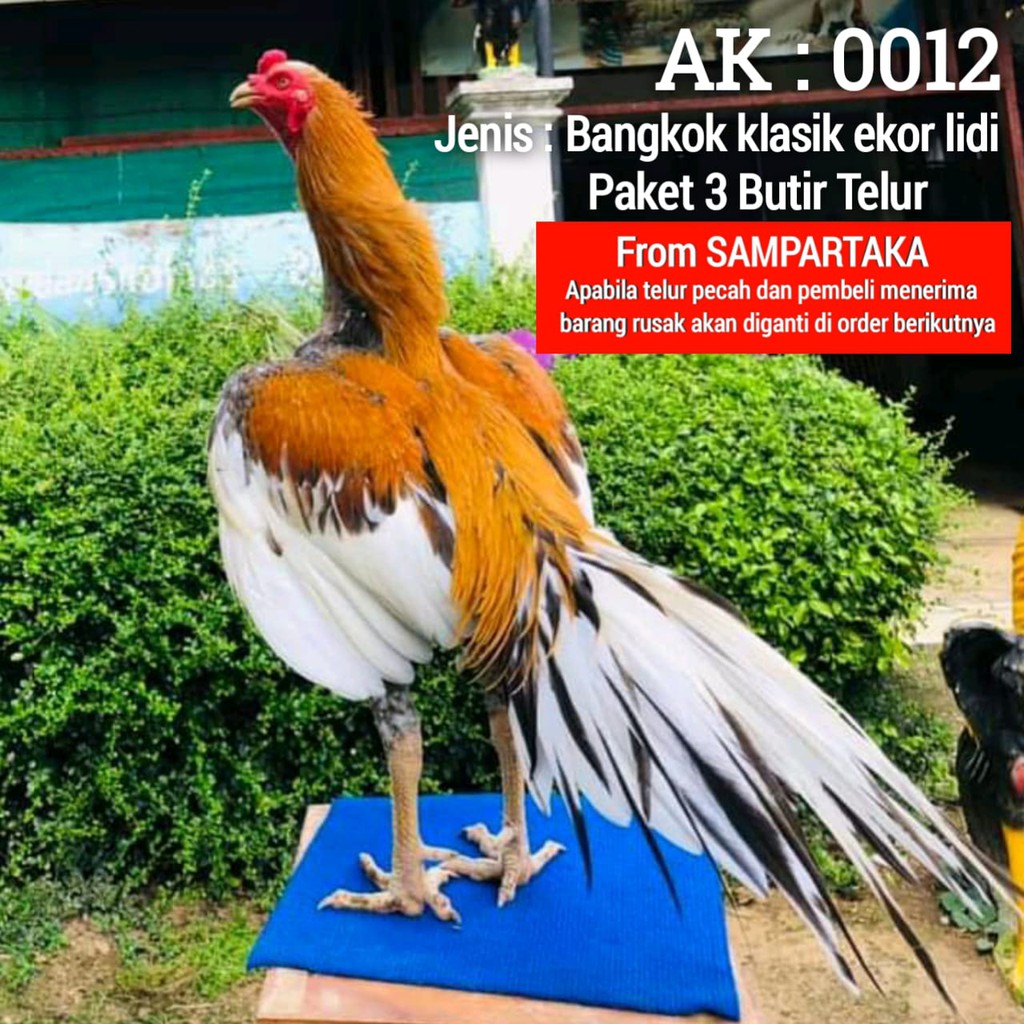 telur ayam aduan bangkok ekor lidi tipe sampartaka 3 butir telur