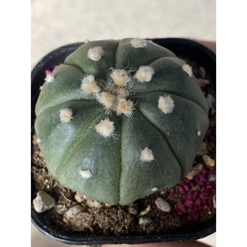 astrophytum oibo kaktus