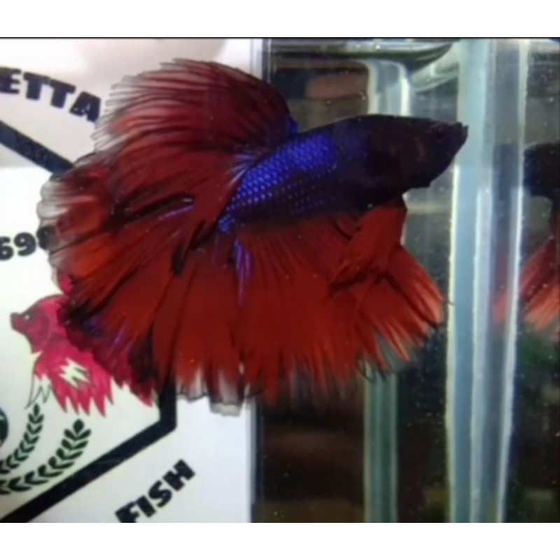 (COD) ikan cupang halfmoon size M