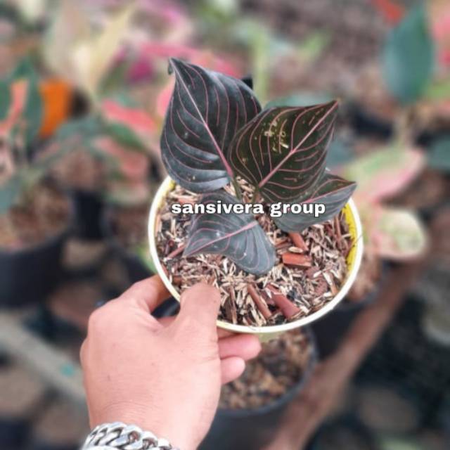 AGLAONEMA ROTUNDUM ACEH / aglonema rotundum aceh